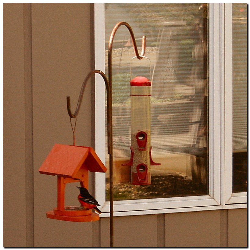 Birds on our feeders are such a joy!
