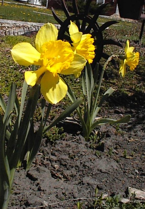 Yellow Daffodil in Sandy's garden