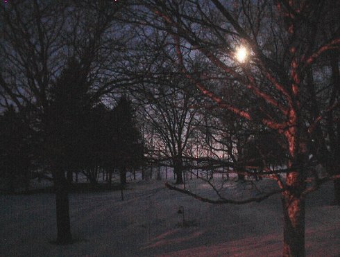 Moon setting through the trees