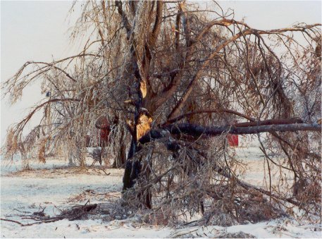 The old willow did not hold up to the weight of the ice
