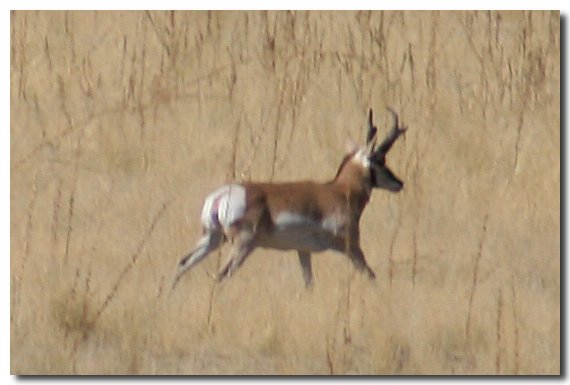 Prong Horn Antilope on Antelope Island