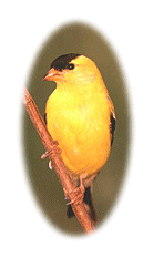 Close-up Male Goldfinch