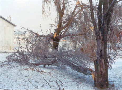 The willow and apple tree damage