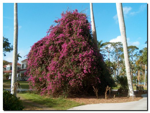 Bougainvillea shrub