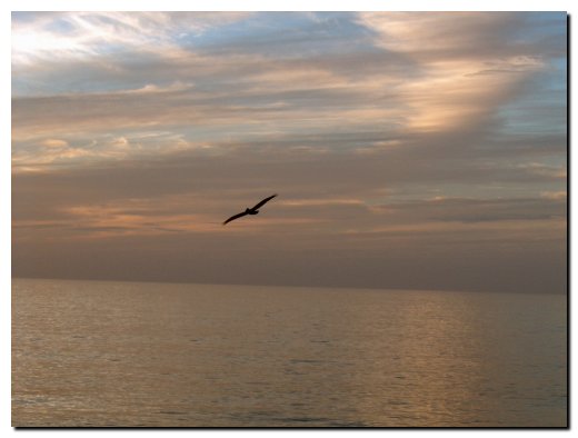 Bird in flight near sunset