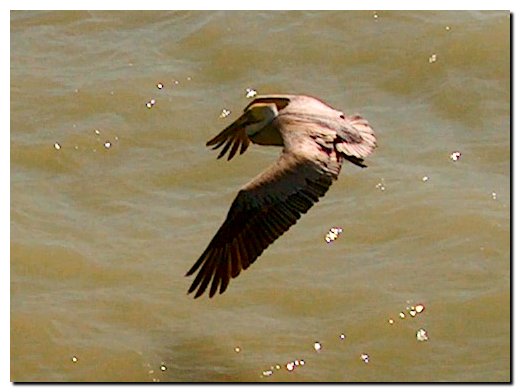 Pelican in fleight