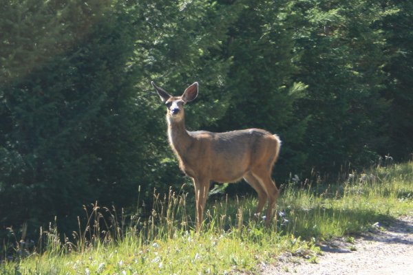 Deer on the road at East Fork